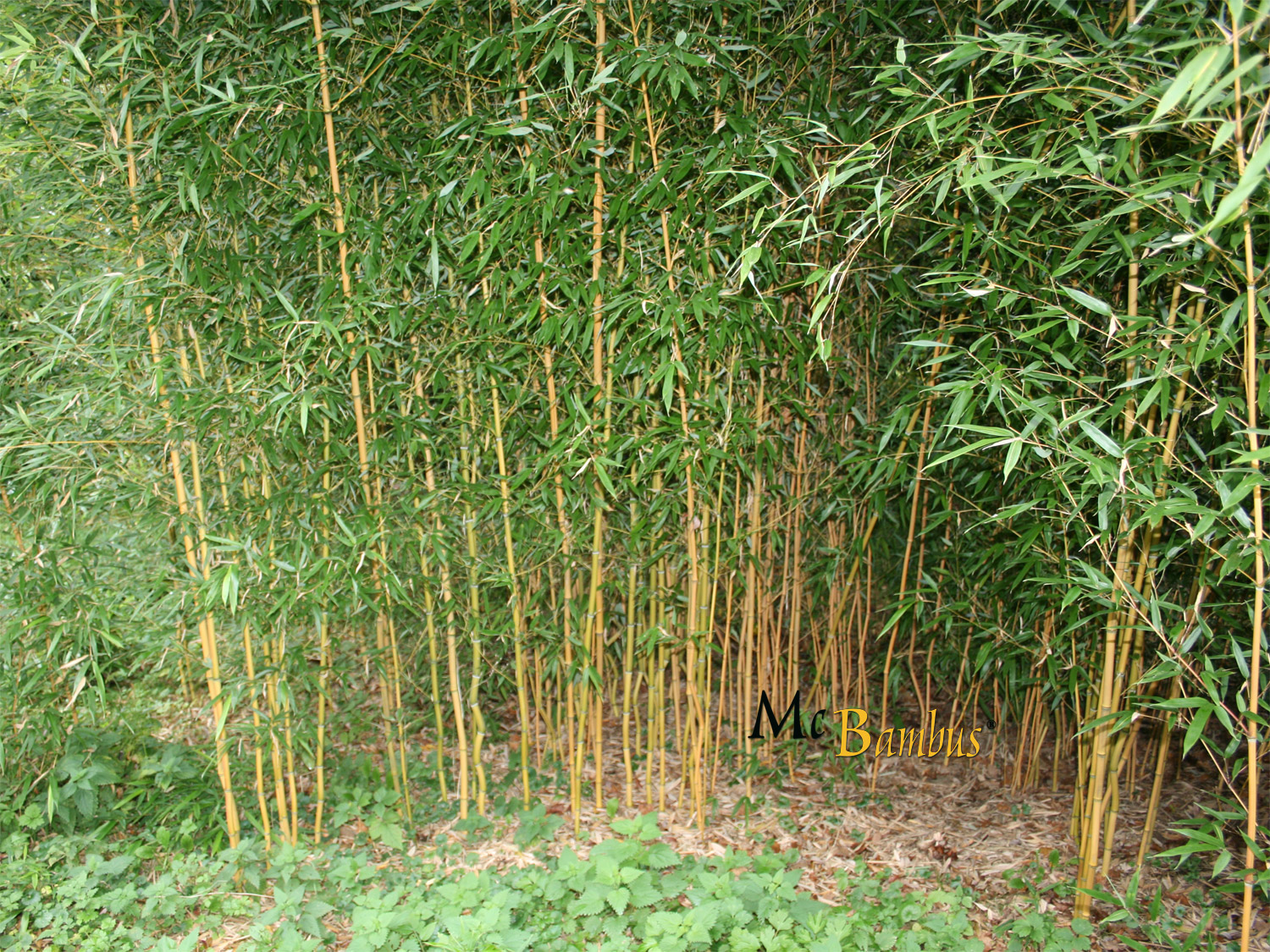 bambus deutschland