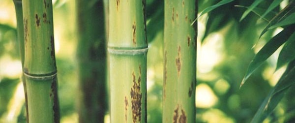Größter Bambus der Welt erreicht ein Höhe von 46 Meter Der größte bisher gemessene Bambus erreichte rund 40 Meter Höhe. Jetzt haben chinesische Biologen im Südwesten ihres Landes einen neuen Rekord nachgewiesen: Ihren Angaben zufolge wuchs ein Bambus auf 46...
