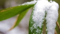 Bei Bambussen in Kübeln sollte die folgenden Punkte beachtet werden: Auswahl der geeigneten Bambussorte in Bezug auf Winterhärte, Wuchshöhe usw. Kübelgröße Standort des Kübels (Sonne, Himmelsausrichtung) Überwinterungsmöglichkeiten Ausgepflanzte Bambuspflanzen im...