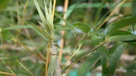 Phyllostachys aureosulcata ‘Harbin-inversa’ Beschreibung von Phyllostachys aureosulcata Harbin-inversa: Halm: am Anfang grün, später gelb mit schmalen grünen Streifen. Die jungen Sprossen sind essbar Maximale Wuchshöhe: wird 4 bis 7 Meter Frostfest bis: -22...