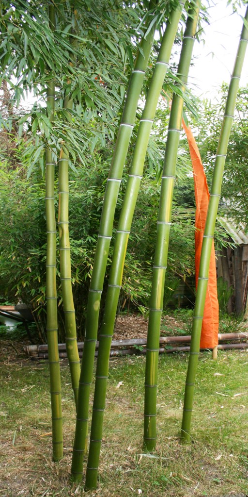 bambus pflege im garten