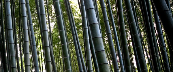 wachstum bambus pro tag