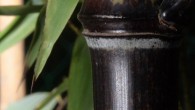 Phyllostachys nigra – Schwarzrohr Bambus Phyllostachys nigra ist mit seinen schwarzen Halmen und sattgrünen Blätter ein wunderschöner Bambus. Neue Halme sind beim Austrieb grün und verfärben sich in den nächsten 2 Jahren schwarz. Aufgrund dieser...