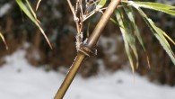 Allgemeines: Die Winterhärte von Bambuspflanzen ist abhängig von der Bambussorte und kann bis zu -30° C betragen. Die meisten Phyllostachyssorten und Fargesiensorten zeichnen sich durch eine besonders hohe Winterhärte aus....