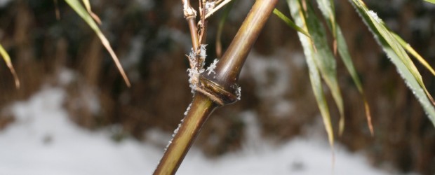 Winterschutz für Bambus Allgemeines: Die Winterhärte von Bambuspflanzen ist abhängig von der Bambussorte und kann bis zu -30° C betragen. Die meisten Phyllostachyssorten und Fargesiensorten zeichnen sich durch eine besonders hohe Winterhärte aus....