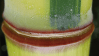 Alternative: nachwachsende Rohstoffe

Es muss nicht immer Plastik sein.