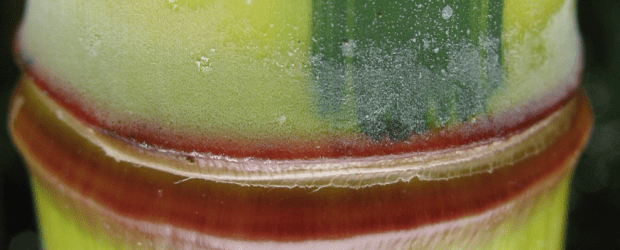 Alternative: nachwachsende Rohstoffe

Es muss nicht immer Plastik sein.