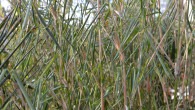 Bei vielen Anbietern (Baumärkte usw.) stammen Pflanzen und Bambusse aus der Massenproduktion. Die Pflanzen werden in klimatisierten Gewächshäusern unter für den Wuchs optimierten Bedingungen produziert und sehen im Frühjahr entsprechend...