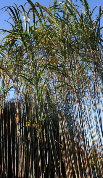 Triarrhena lutarioriparia - aus China - Wuchshöhe bis 7 Meter