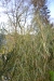 Blattschäden nach Frost - Fargesia murielae Jumbo - Kübelbepflanzung