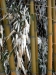 Bambus im Winter
