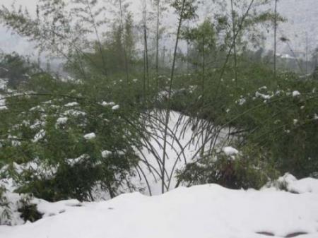 Bambus im Winter