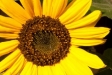 Sonnenblume