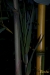 Bambushalm Phyllostachys aureosulcata spectabilis