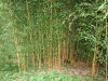 Phyllostachys aureosulcata aureocaulis