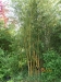 Phyllostachys aureosulcata spectabilis