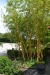 Phyllostachys vivax aureocaulis