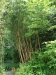 Phyllostachys vivax aureocaulis