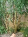 Phyllostachys vivax aureocaulis