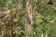 Phyllostachys kwangsiensis Blüte