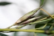 Bambusblüte