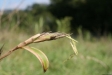 Bambusblüte