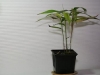 Phyllostachys pubescens Moso Jungpflanze