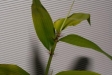 Phyllostachys pubescens Moso Jungpflanze
