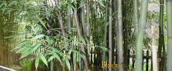 Phyllostachys nigra Boryana – Deutscher Name Wolkenfetzenbambus Phyllostachys nigra ‚Boryana‘ ist ein Bambus, der beachtliche Höhen erreichen kann. In der Regel ragen seine Halme sechs bis neun Meter empor. An […]