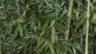Phyllostachys aureosulcata Alata Synonym: Pekinensis oder auch Grüner Peking Bambus Wuchshöhe: 4,00 bis 6,00 Meter Halme: rau, olivgrün, bis 3 cm Durchmesser Blätter: grün, bis 10 cm lang Wuchs: aufrecht, […]