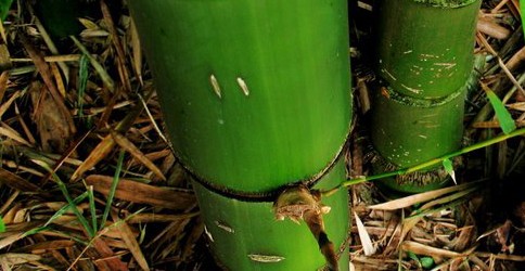 Das Wissen um die einzigartigen Materialeigenschaften von Bambus ist nicht sehr verbreitet. Fragen rund um die Stabilität und Eigenschaften von Bambuspflanzen werden im Bionik Workshop für Kinder „Vom Biegen und […]