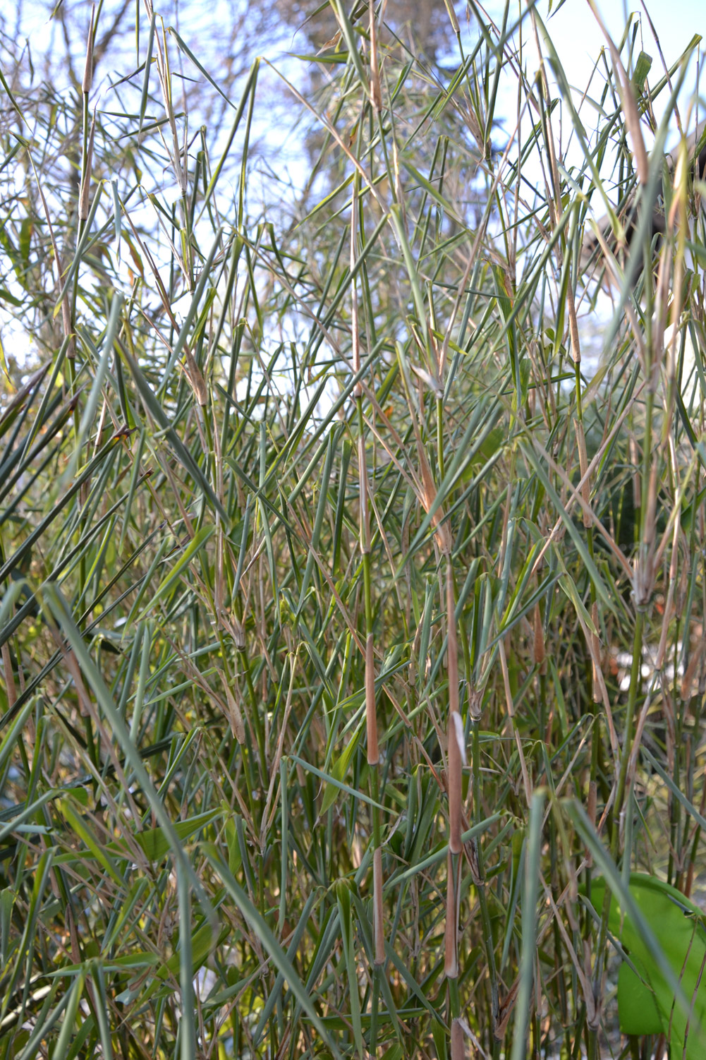 Frühjahr 2012: Bambuspflanzen mit braunen Blattspitzen und zusammengeroltten Blättern